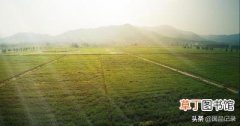 艾草精油的功效与作用，星雨灵草助力艾草产业升级