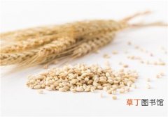 大麦和小麦的区别图片，大麦和小麦的区别有哪些