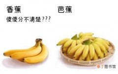 香蕉和芭蕉的营养价值差不多吗 吃芭蕉好还是香蕉好怎么区分