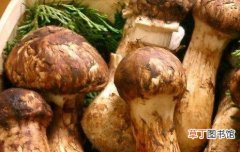 全球各地四大最顶级美食 松茸被视为食用菇中的极品美味