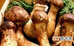 黑龙江牡丹江五大土特产 松茸是营养价值极高的菇类食用菌