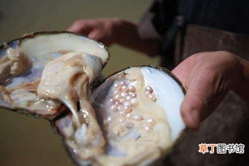 河蚌怎么清洗才干净图解 河蚌怎么做好吃 河蚌肉的做法