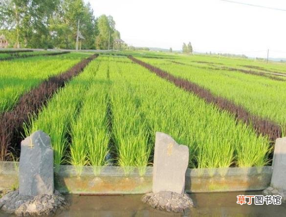 中国十大最好吃的大米 黑龙江五常大米是大米中的佳品