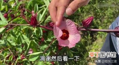 红桃k的功效与作用，广东一位老奶奶种了20棵红桃K