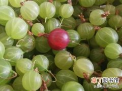 黑加仑和葡萄的区别，灯笼果、醋栗、鹅莓、黑加仑
