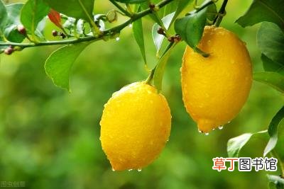 柠檬的正确吃法和禁忌，柠檬树盆栽在家里的禁忌