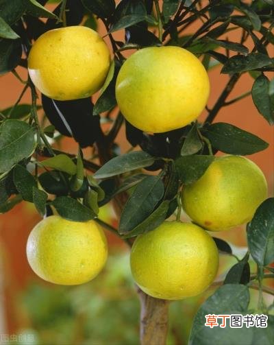 柠檬的正确吃法和禁忌，柠檬树盆栽在家里的禁忌