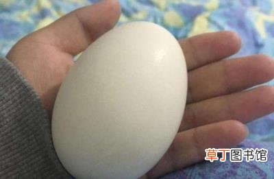 鸽子蛋怎么吃最营养，鸡蛋、鸭蛋、鹌鹑蛋、鸽子蛋