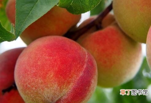 糖尿病患者日常能吃什么水果？苹果柚子樱桃可以适量吃一些