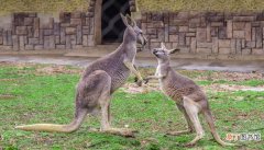 澳大利亚袋鼠是保护动物吗？