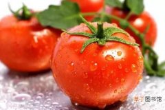 西红柿可以天天吃吗？西红柿是碳水化合物吗？