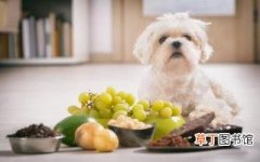 哺乳期可以吃水果吗，狗狗能吃水果吗