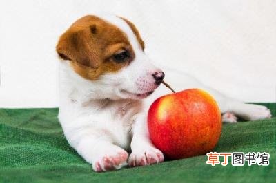 哺乳期可以吃水果吗，狗狗能吃水果吗