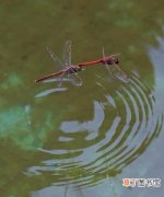 蜻蜓点水是什么意思，成语中的蜻蜓点水现实却真有此事