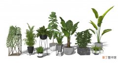 绿色植物带来的好处！家用绿植怎么选择？