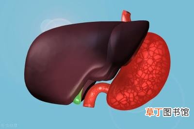 护肝片的功效与作用，吃护肝片护肝