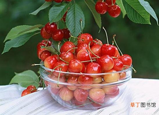 樱桃着色不均的原因是什么？樱桃是夏天应季水果吗