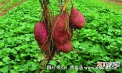红薯的生长环境和栽培技术