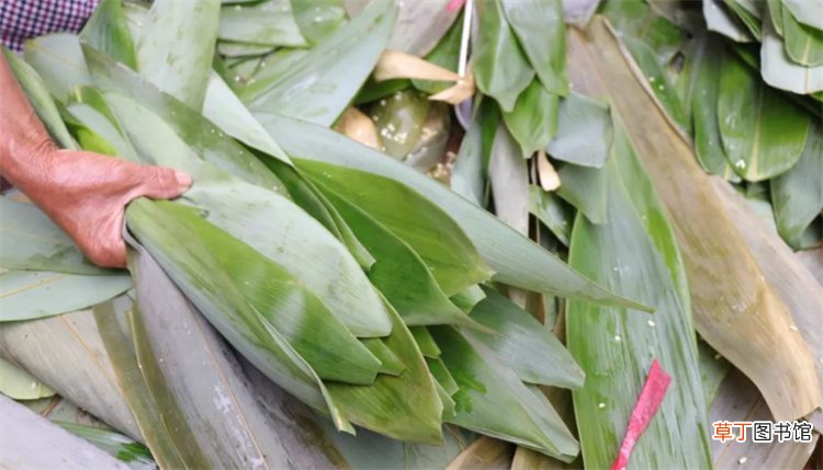 粽子叶是什么植物的叶子_南方和北方粽子叶的区别