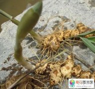 多花黄精根状茎繁殖育苗的方法