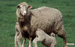 羊怀孕几个月生小羊