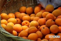 杏子什么季节成熟 黄澄澄的杏子，沁人心田的时令美味