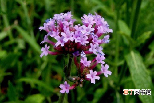 马鞭草的功效与作用 马鞭草盛开，紫色花田铺满春日