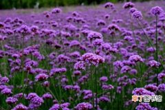 马鞭草的功效与作用 马鞭草盛开，紫色花田铺满春日