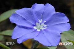 蓝星花有什么独特之处?先看看蓝星花的花语介绍吧！