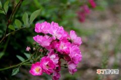 蔷薇花的花语是什么， 不同颜色的蔷薇花分别代表什么意思