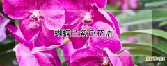 蝴蝶兰紫色花语