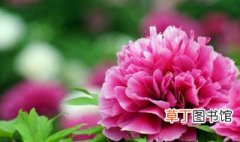 牡丹花是中国的国花它象征着什么 牡丹花象征是什么