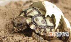 乌龟是怎么繁殖后代的 乌龟的繁殖期是什么时候