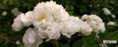 白蔷薇花语