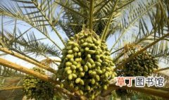 椰子树如何种植 椰子树的种植方法