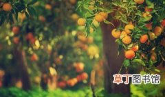 金橘籽盆栽怎么种 金橘籽盆栽种植方法