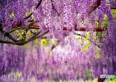 《紫藤萝瀑布》内容有什么特点