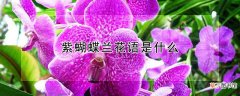 紫蝴蝶兰花语是什么