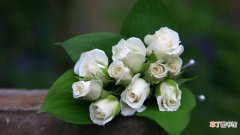 9朵白玫瑰花语是什么