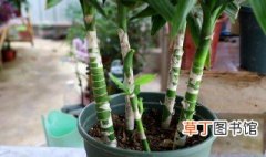 转运竹子怎么养才能更旺盛 转运竹子养植方法