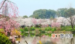 湖北武汉东湖樱园是园林吗 大家可以了解一下