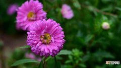 紫菊花的花语是什么