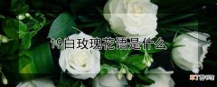 19白玫瑰花语是什么