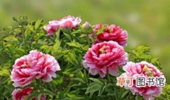 中国十大名花有哪几种 十大名花之首是什么花