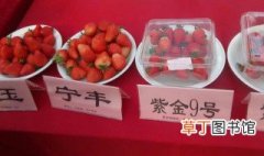 红玉草莓苗品种介绍 红玉草莓苗品种介绍分享