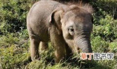 亚洲象生活在哪个自然保护区 亚洲象生活在哪里