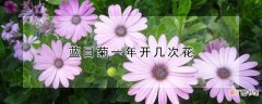 蓝目菊一年开几次花