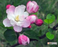 春季 海棠花开花时间，每年4-5月含苞绽放