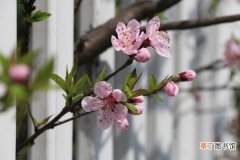 樱花树怎么养，5步即可养好樱花树