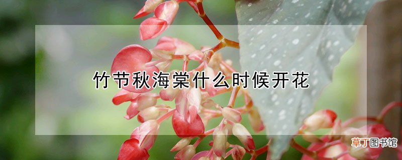 竹节秋海棠什么时候开花